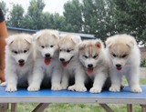 赛级双血统纯种宠物狗 哈士奇纯种幼犬出售 西伯利亚雪橇犬狗狗