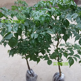大型盆栽幸福树吸甲醛净化空气客厅卧室办公室内必备绿植小幸福树