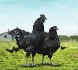 五黑绿壳蛋鸡种蛋受精蛋，95%高纯度，江西种鸡场提供合作