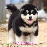 宠物狗纯种巨型阿拉斯加雪橇犬幼犬出售家养赛级双血统宠物狗幼崽