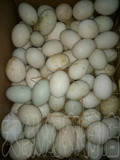 农家散养新鲜土鸭蛋 红心鸭蛋 正宗苏北盐城散养土鸭蛋20枚包