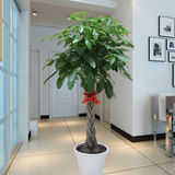 大小发财树盆栽八方来财办公室内植物花卉净化空气盆景绿植防辐射