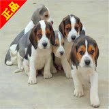 上海出售纯种米格鲁比格犬/三色比格猎犬幼犬/活体中型犬短毛狗/Q