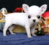 白色大眼睛纯种吉娃娃活体幼犬出售迷你袖珍家养宠物狗