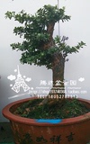 罗汉松微型盆景另售日本黑松树桩五针松黄杨真柏红枫榆树绿植盆栽