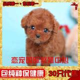 赛级家养 宠物狗 超小体袖珍 泰迪犬幼犬出售 纯种茶杯狗保健康14