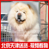 双赛级血统宠物狗 大肉嘴松狮犬 面包嘴幼犬出售保健康北京送货05