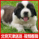 双赛级血统家养宠物狗 纯种巨型圣伯纳犬 救援护卫活体幼犬出售03
