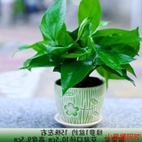 绿萝小盆栽 去除甲醛办公室内桌面绿色植物 创意绿植花卉包邮