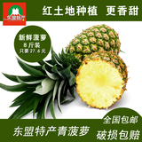 青菠萝香水菠萝台湾凤梨除味除甲醛广西特产新鲜水果8斤装包邮