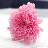你最珍贵 进口永生花干花DIY花材 日本大地小菊 定制保鲜花