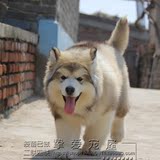 【挚爱】出售纯种雪橇巨型阿拉斯加幼犬 宠物小狗狗活体保证健康