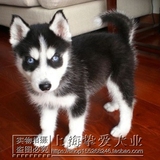 上海出售纯种哈士奇犬 哈士奇雪橇犬 哈士奇幼犬 大型犬宠物狗