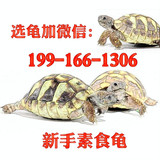 陆龟树脂模型 活体宠物观赏吃菜龟 素食龟活体 镇宅大乌龟 非水龟