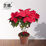 上海艺植圣诞花盆栽一品红喜庆妆点花卉开花植物绿植花卉红红火火
