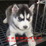 纯种家养哈士奇犬幼犬 西伯利亚雪橇犬哈士奇狗 宠物狗活体出售5