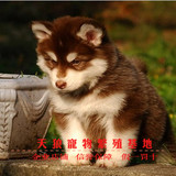 阿拉斯加犬幼犬 阿拉斯加狗雪橇犬巨型犬 宠物狗狗幼犬活体出售