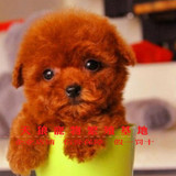 宠物狗贵宾犬泰迪狗 红黑色玩具型活体泰迪犬幼犬 活体幼犬出售