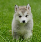出售纯种哈西伯利亚雪橇哈士奇幼犬 三把火蓝眼睛哈士奇犬宠物狗
