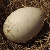 新鲜鹅蛋 草鹅蛋 正宗苏北农家散养吃草鹅产的蛋（10枚/盒）