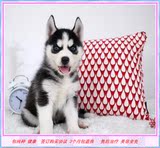 深圳出售纯种赛级哈士奇幼犬蓝眼睛三把火西伯利亚雪橇犬宠物狗狗