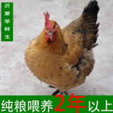 沂蒙山正宗农村散养新鲜土鸡2年老母鸡草鸡活鸡现杀笨鸡走地鸡