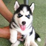 出售纯种哈士奇活体宠物狗蓝眼哈士奇幼犬巨型阿拉斯加雪橇犬小狗