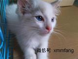 幼猫 宠物猫 猫活体 短毛猫 海豹双色布偶弟弟