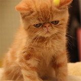 纯种红虎斑加白加菲猫 异国短毛猫 幼猫活体 眼鼻一线宠物猫出售