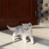 出售家养宠物猫咪 金吉拉纯种猫幼猫 银色渐层长毛猫 公猫小猫