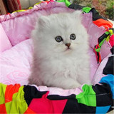 出售超萌宠物猫 纯血统 金吉拉 幼猫 可爱银渐层 活体 包健康
