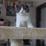 出售 纯种英短蓝白猫 折耳蓝白幼猫 宠物猫活体 包养活 有视频