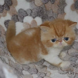 出售纯种加菲猫 异国短毛猫 宠物猫 幼猫活体 加菲猫平面脸