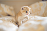 CFA WCF注册宠物猫咪活体纯种猫幼崽 金渐层英国短毛猫