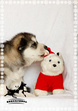 双血统纯种哈士奇幼犬狗狗出售 适合家养西伯利亚雪橇犬宠物狗狗
