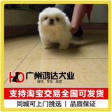 支持淘宝交易 出售京巴犬幼犬 北京犬狮子狗 纯种京巴狗狗 宠物狗