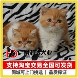 支持淘宝交易出售纯种加菲猫异国短毛猫猫咪宠物猫支持现场挑选
