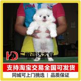 支持淘宝交易出售京巴犬幼犬 北京犬 狮子狗纯种京巴狗狗宠物狗