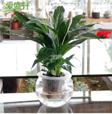 水培白掌一帆风顺小型盆栽 室内净化空气植物 客厅吸甲醛绿植花卉