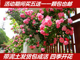 蔷薇花苗玫瑰月季庭院围墙爬藤花卉盆栽耐寒攀援植物四季开花包邮
