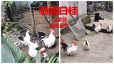 泰国白桂鸡/矮脚鸡/极品观赏鸡&种蛋/受精蛋