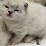 美国布偶猫 宠物猫 幼猫 纯种猫 cfa注册猫舍 山猫手套布偶猫妹妹