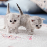 英国短毛猫 白色立耳英短 银色渐层 小毛球 极品 活体宠物