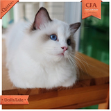 【CatWorks】猫工房 CFA赛级枫叶脸布偶猫 海豹双色 种母展示