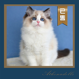 【雅典娜布偶猫】已去新家的宝宝/纯种布偶猫 海豹双色布偶猫