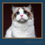 【雅典娜布偶猫】美国海豹双色妹妹TICA纯种布偶猫种猫/展示不售