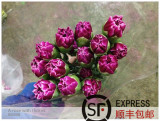 父亲节婚庆 康乃馨鲜花紫色 云南昆明鲜花批发（1扎起拍）3扎包邮