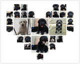CKU注册犬舍 出售双血统纯种高品质拉布拉多幼犬黑色狗狗