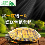 巴西龟活体宠物龟招财龟彩龟红耳龟情侣龟放生龟黄金龟包邮