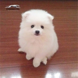 纯种博美犬 白色俊介犬幼犬出售 超小体茶杯犬 家养活体宠物狗狗